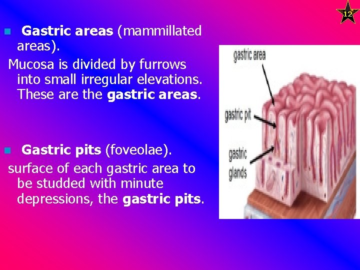 12 Gastric areas (mammillated areas). Mucosa is divided by furrows into small irregular elevations.