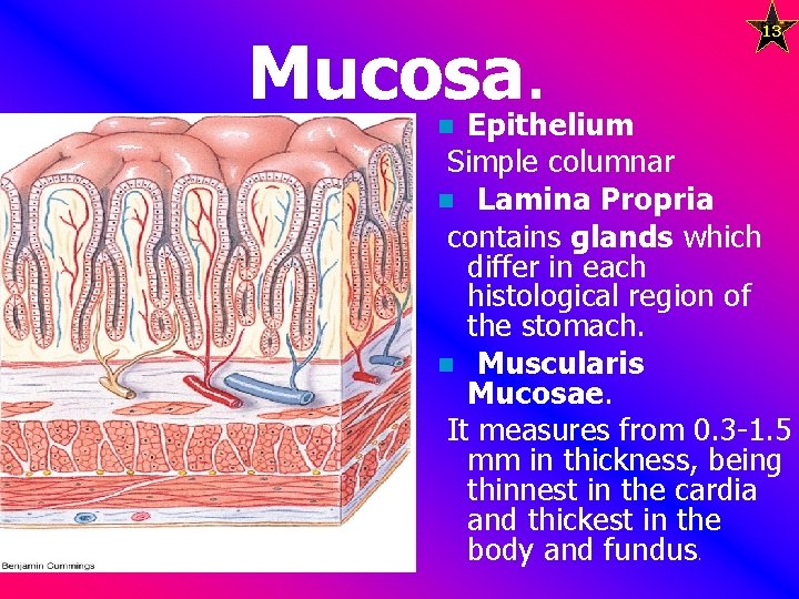 13 Mucosa. Epithelium n Simple columnar n Lamina Propria contains glands which differ in