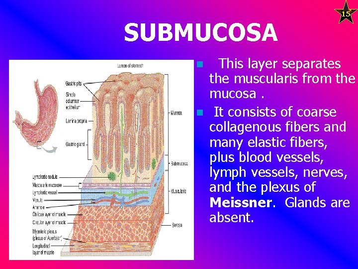 SUBMUCOSA n n 15 This layer separates the muscularis from the mucosa. It consists