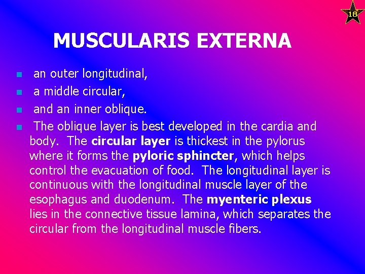18 MUSCULARIS EXTERNA n n an outer longitudinal, a middle circular, and an inner