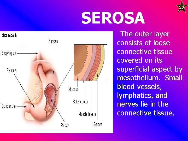 SEROSA n The outer layer 20 consists of loose connective tissue covered on its