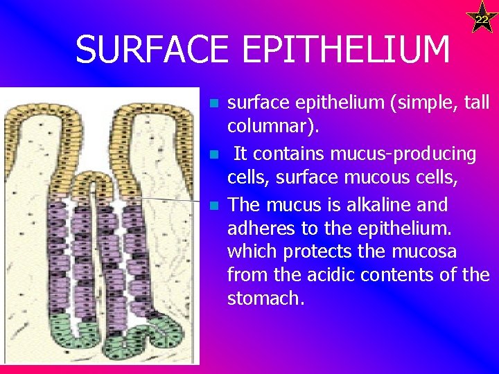 22 SURFACE EPITHELIUM n n n surface epithelium (simple, tall columnar). It contains mucus-producing