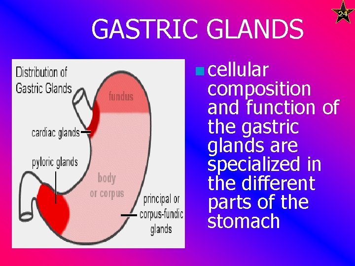  GASTRIC GLANDS n cellular 24 composition and function of the gastric glands are