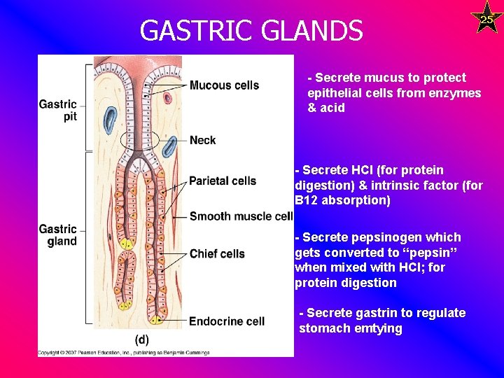 GASTRIC GLANDS 25 - Secrete mucus to protect epithelial cells from enzymes & acid