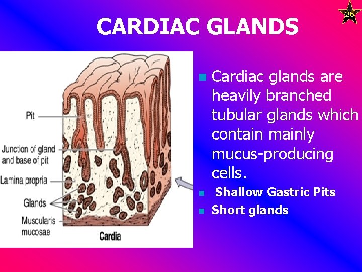 CARDIAC GLANDS n n n 26 Cardiac glands are heavily branched tubular glands which