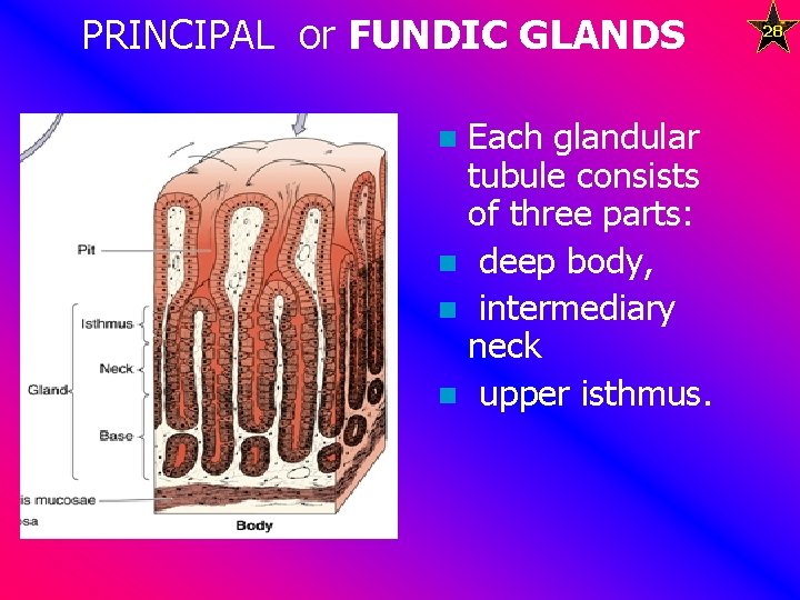 PRINCIPAL or FUNDIC GLANDS Each glandular tubule consists of three parts: n deep body,