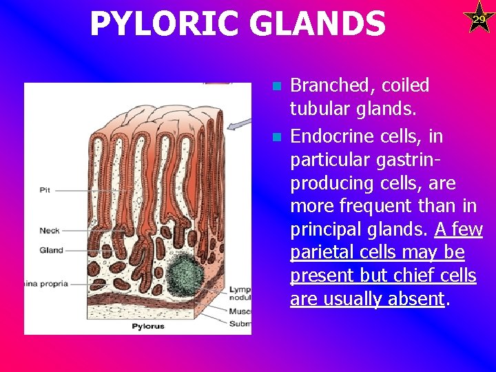 PYLORIC GLANDS n n 29 Branched, coiled tubular glands. Endocrine cells, in particular gastrinproducing