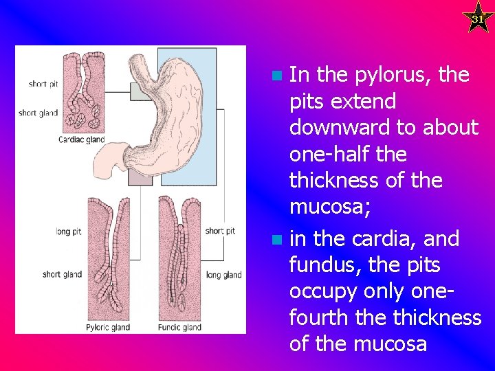 31 In the pylorus, the pits extend downward to about one-half the thickness of