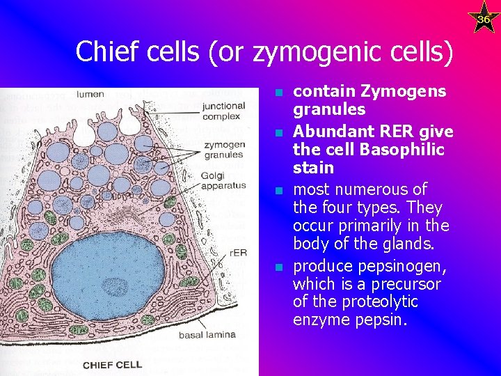 36 Chief cells (or zymogenic cells) n n contain Zymogens granules Abundant RER give
