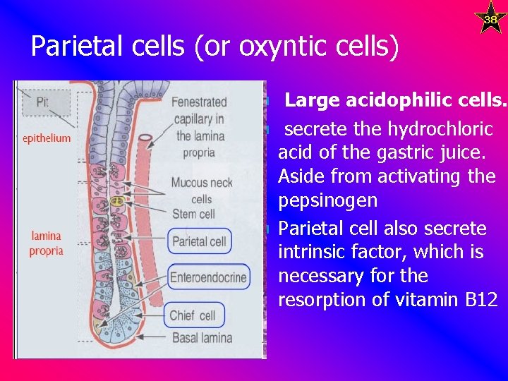 38 Parietal cells (or oxyntic cells) n n n Large acidophilic cells. secrete the