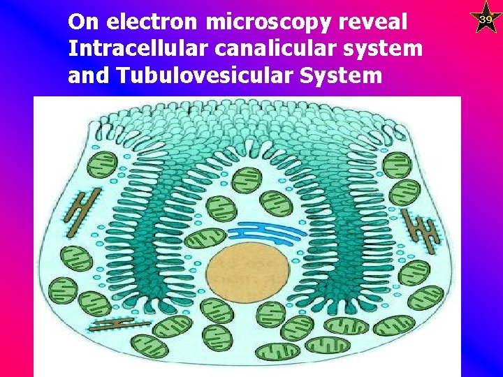 On electron microscopy reveal Intracellular canalicular system and Tubulovesicular System 39 
