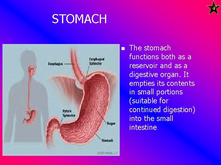 4 STOMACH n The stomach functions both as a reservoir and as a digestive