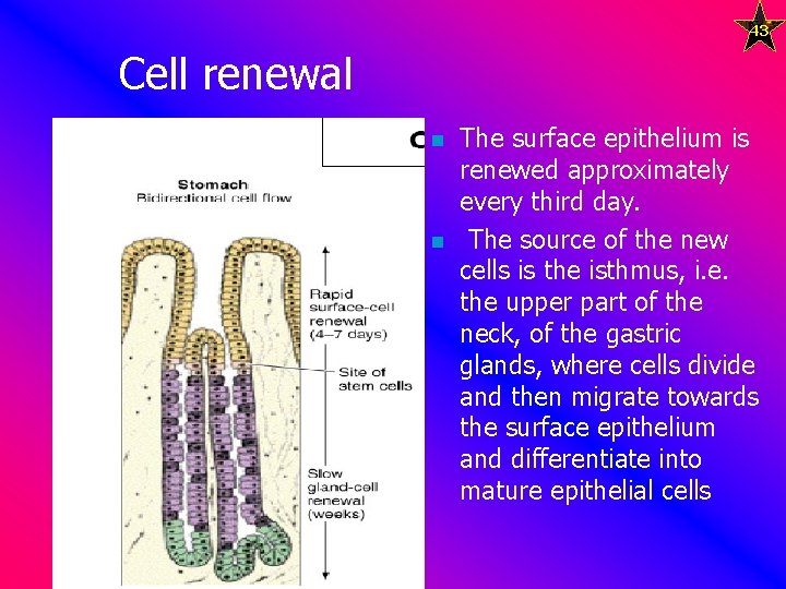 43 Cell renewal n n The surface epithelium is renewed approximately every third day.