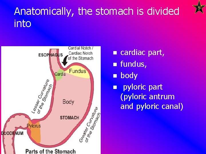 Anatomically, the stomach is divided into n n cardiac part, fundus, body pyloric part