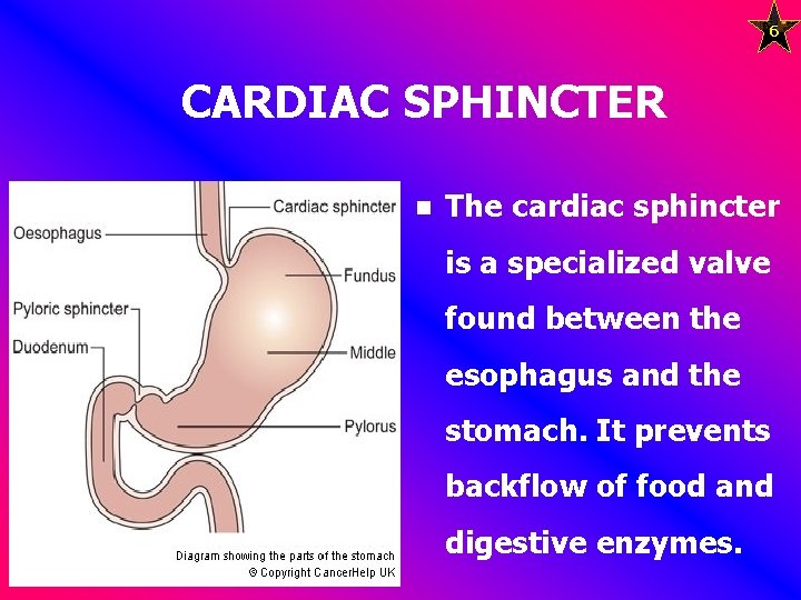 6 CARDIAC SPHINCTER n The cardiac sphincter is a specialized valve found between the