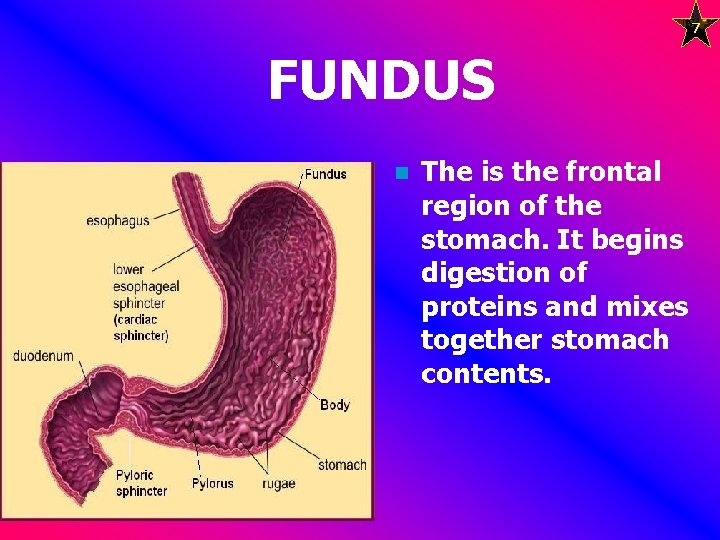 7 FUNDUS n The is the frontal region of the stomach. It begins digestion