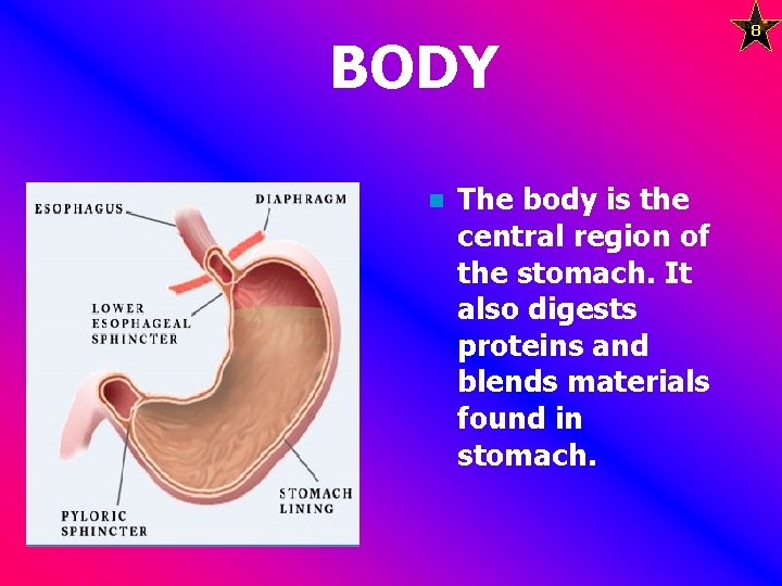 BODY n The body is the central region of the stomach. It also digests