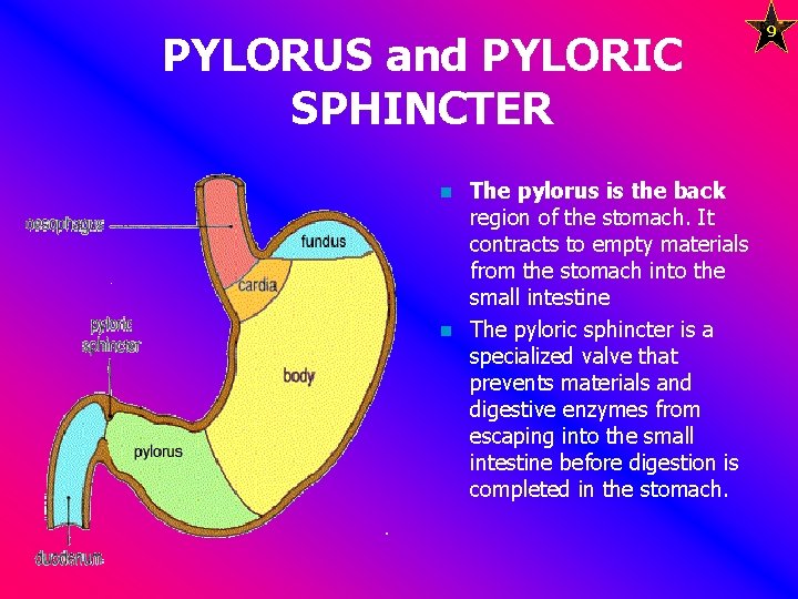 PYLORUS and PYLORIC SPHINCTER n n The pylorus is the back region of the