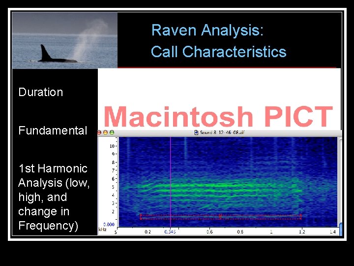 Raven Analysis: Call Characteristics Duration Fundamental 1 st Harmonic Analysis (low, high, and change Raven Analysis: Call Characteristics Duration Fundamental 1 st Harmonic Analysis (low, high, and change