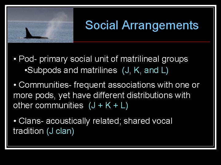 Social Arrangements • Pod- primary social unit of matrilineal groups • Subpods and matrilines Social Arrangements • Pod- primary social unit of matrilineal groups • Subpods and matrilines