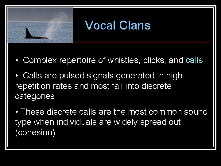 Vocal Clans • Complex repertoire of whistles, clicks, and calls • Calls are pulsed Vocal Clans • Complex repertoire of whistles, clicks, and calls • Calls are pulsed
