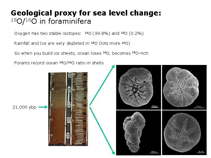 Geological proxy for sea level change: 18 O/16 O in foraminifera Oxygen has two
