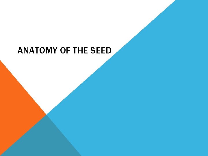 ANATOMY OF THE SEED 
