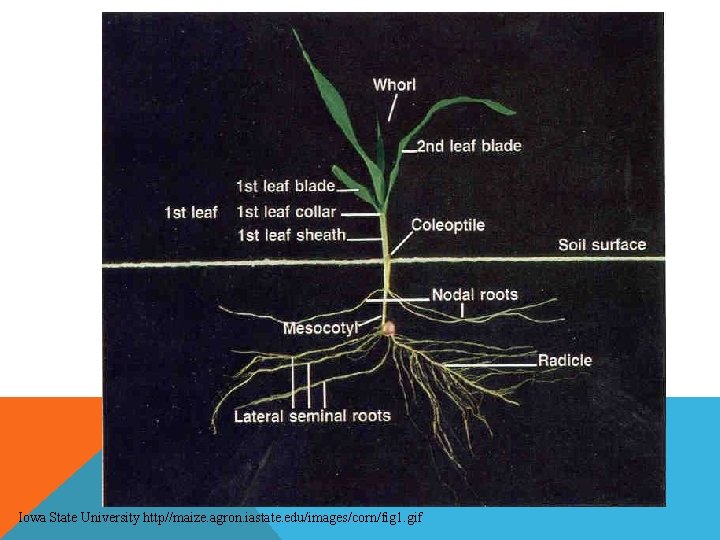 Iowa State University http//maize. agron. iastate. edu/images/corn/fig 1. gif 