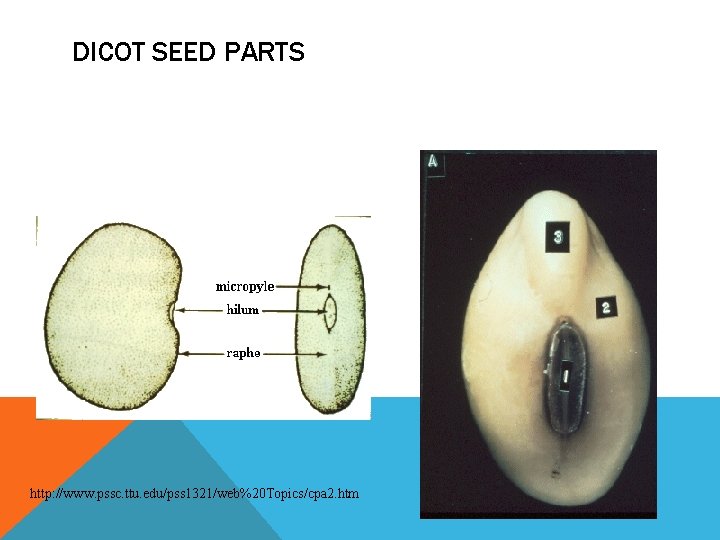 DICOT SEED PARTS http: //www. pssc. ttu. edu/pss 1321/web%20 Topics/cpa 2. htm 