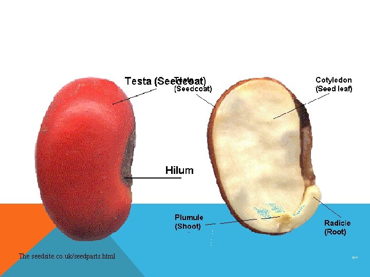 The seedsite. co. uk/seedparts. html 