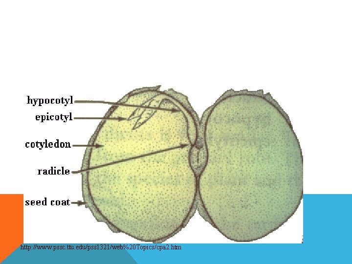 http: //www. pssc. ttu. edu/pss 1321/web%20 Topics/cpa 2. htm 
