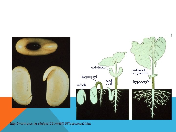 http: //www. pssc. ttu. edu/pss 1321/web%20 Topics/cpa 2. htm 