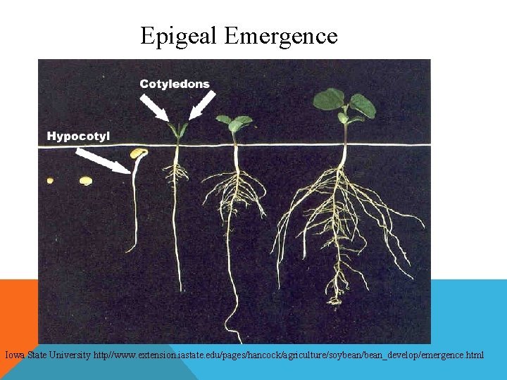 Epigeal Emergence Iowa State University http//www. extension. iastate. edu/pages/hancock/agriculture/soybean/bean_develop/emergence. html 