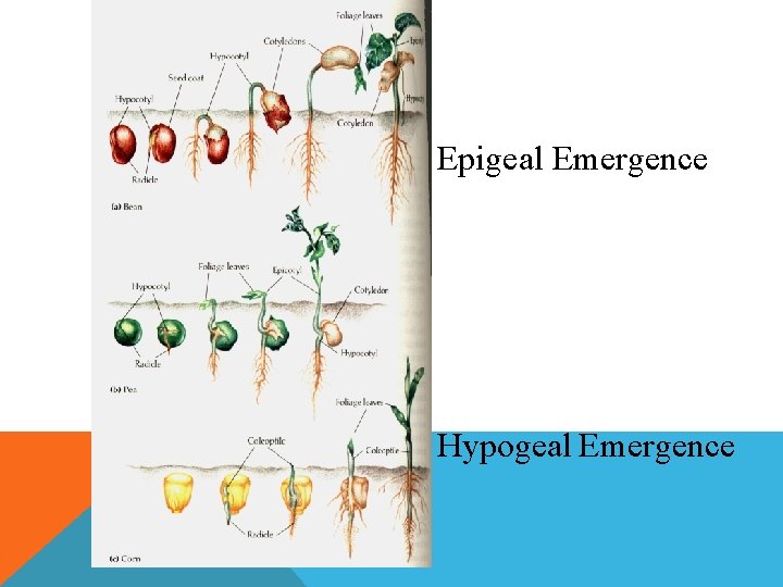 Epigeal Emergence Hypogeal Emergence 