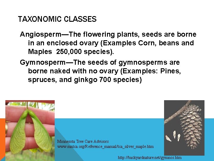 TAXONOMIC CLASSES Angiosperm—The flowering plants, seeds are borne in an enclosed ovary (Examples Corn,