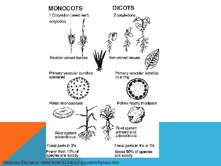 Oklahoma Education--www. howe. k 12 ok. us/~jimaskew/bplants. htm 