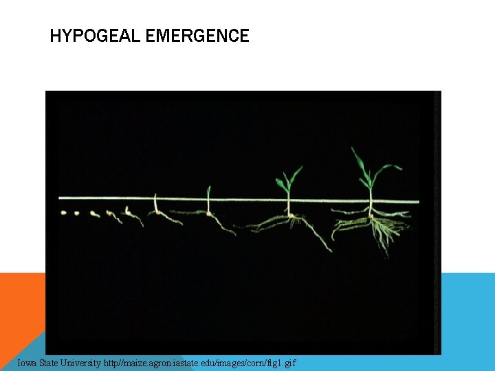 HYPOGEAL EMERGENCE Iowa State University http//maize. agron. iastate. edu/images/corn/fig 1. gif 