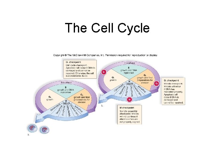 The Cell Cycle 