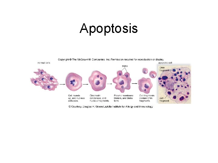 Apoptosis 