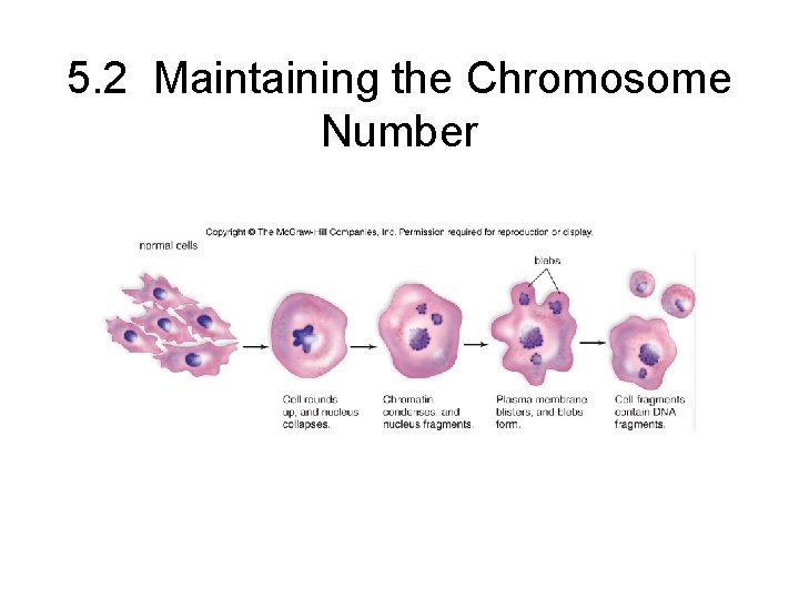 5. 2 Maintaining the Chromosome Number 