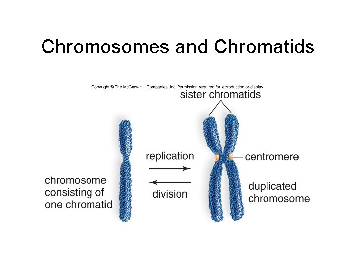 Chromosomes and Chromatids 