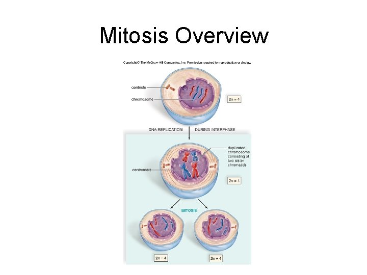 Mitosis Overview 