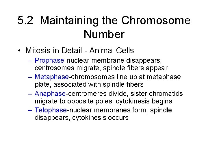 5. 2 Maintaining the Chromosome Number • Mitosis in Detail - Animal Cells –