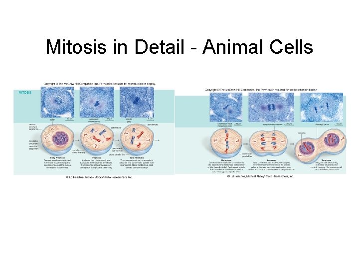 Mitosis in Detail - Animal Cells 