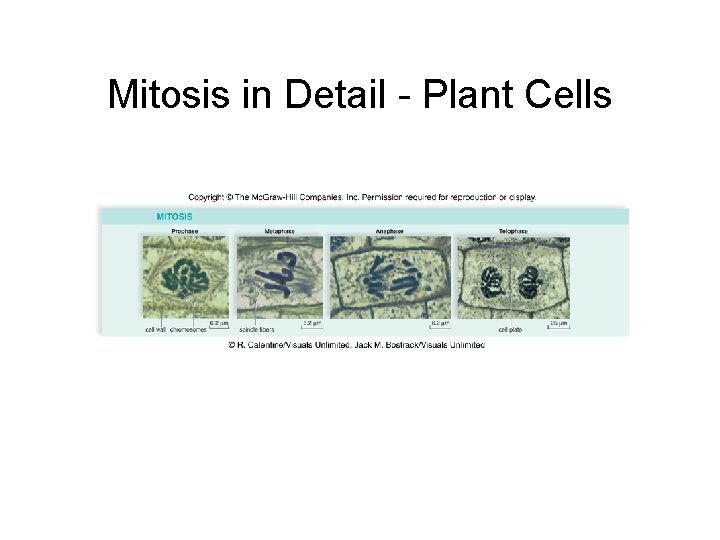 Mitosis in Detail - Plant Cells 