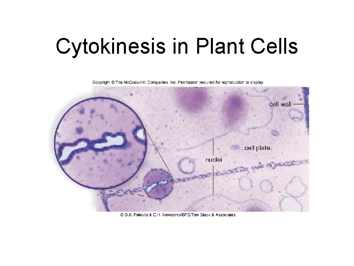 Cytokinesis in Plant Cells 