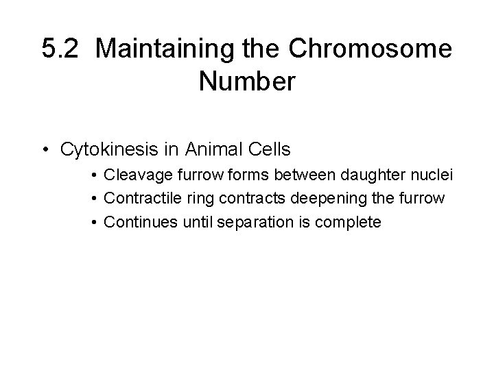 5. 2 Maintaining the Chromosome Number • Cytokinesis in Animal Cells • Cleavage furrow