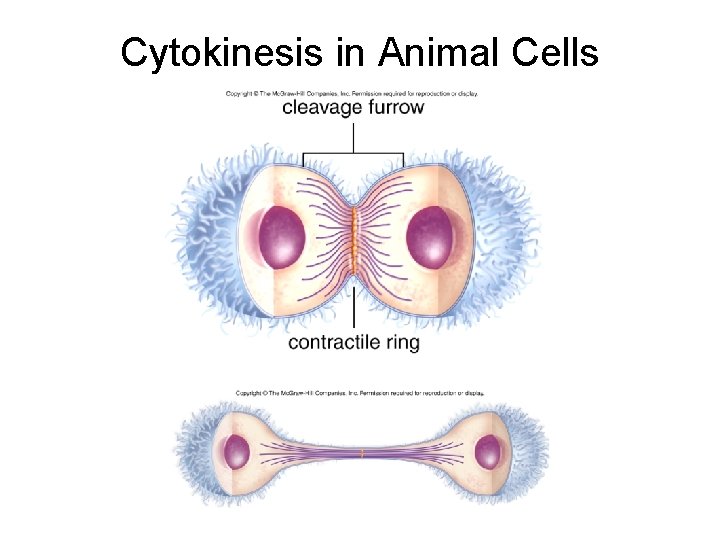 Cytokinesis in Animal Cells 