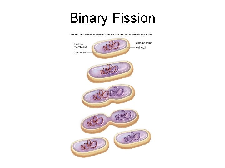 Binary Fission 