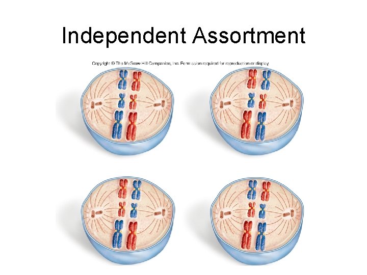 Independent Assortment 